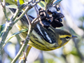 Blackburnian Warbler